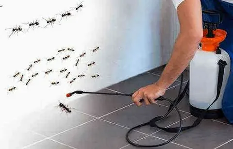 ما هي أضرار النمل الأسود بدبي