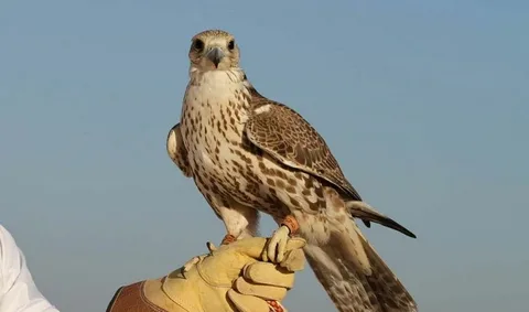 علامات تواجد طيور الحمام والنوارس في المنطقة