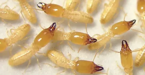 شركات مكافحة النمل الابيض في الشارقة