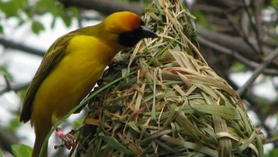 احصل على أفضل خدمات مكافحة الطيور في أبوظبي مع شركة الفاخر باستخدام أحدث التقنيات والوسائل الآمنة لحماية المباني من الطيور وفضلاتها بطرق فعالة وصديقة للبيئة.