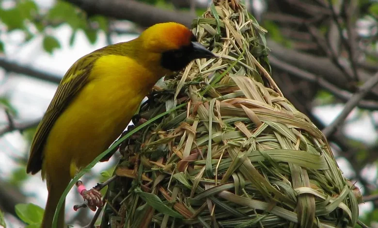 احصل على أفضل خدمات مكافحة الطيور في أبوظبي مع شركة الفاخر باستخدام أحدث التقنيات والوسائل الآمنة لحماية المباني من الطيور وفضلاتها بطرق فعالة وصديقة للبيئة.