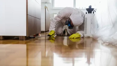 مكافحة الحشرات في عجمان