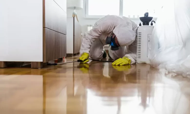 مكافحة الحشرات في عجمان