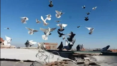 مكافحة الحمام في ابوظبي
