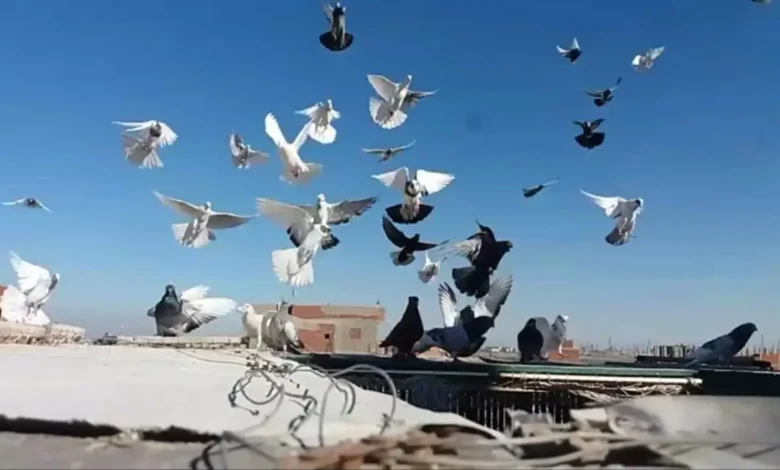 مكافحة الطيور في العين