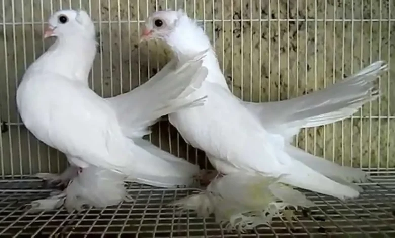 مكافحة الطيور والحمام في دبي