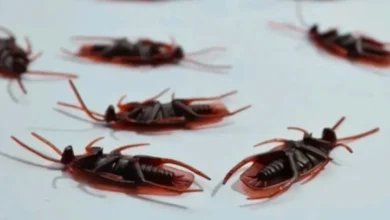 مكافحة صراصير في الشارقة