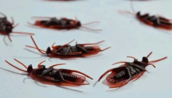 مكافحة صراصير في الشارقة