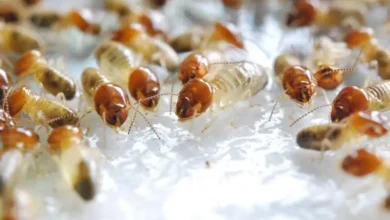 مكافحة الرمة في الفجيرة