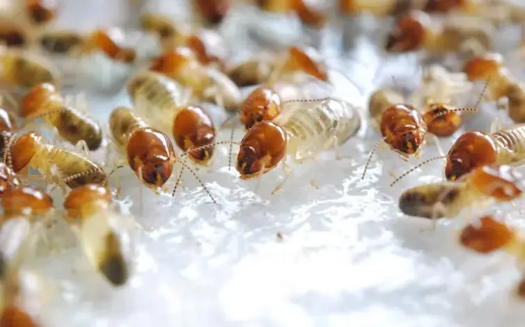 مكافحة الرمة في الفجيرة